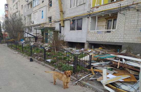 dog and buildings