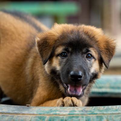 pup tyre