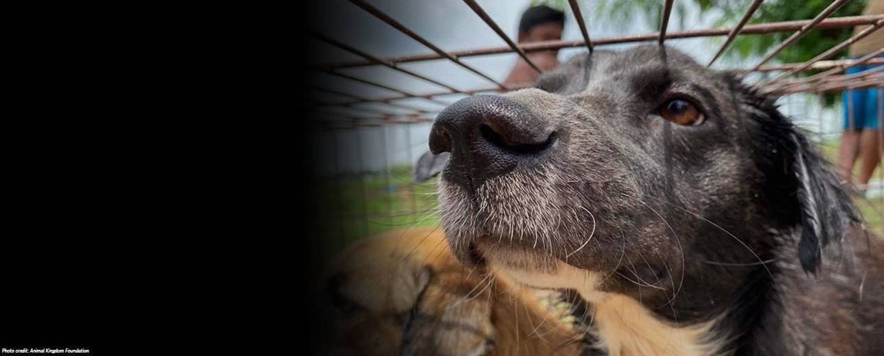 dog in cage