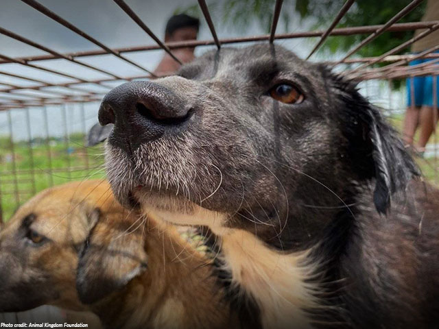 dog in cage