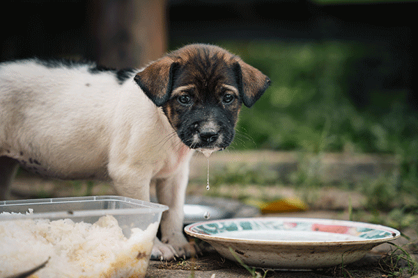 Puppy in Ubon