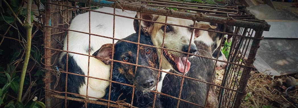 dogs in cage akf
