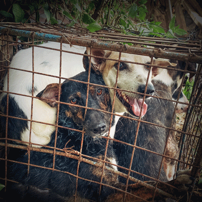 dogs in cage akf mobile