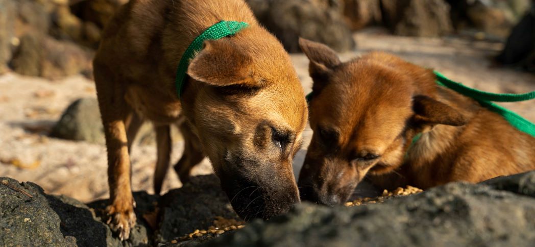 dogs eating koh kala