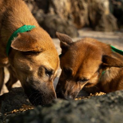 gomez and gollus eating