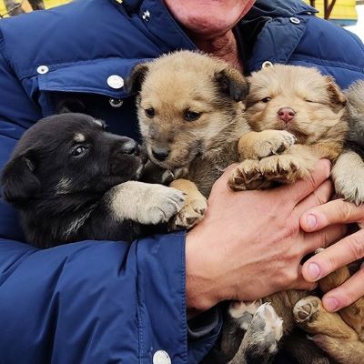 puppies ukraine
