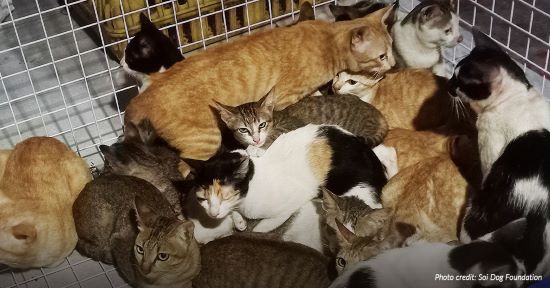 cats in cage
