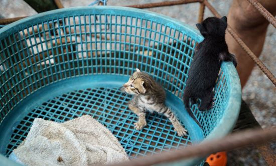 kittens basket