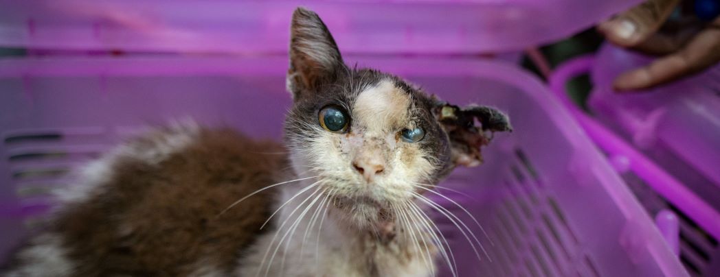 URGENT: HELP CATS IN NEED | Soi Dog Foundation