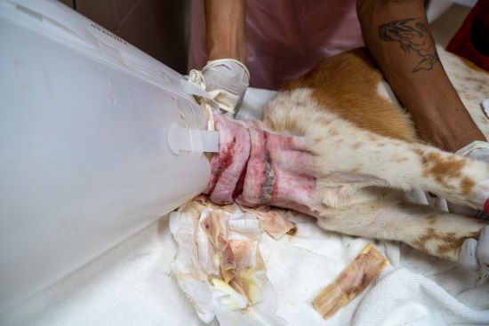 herta wound