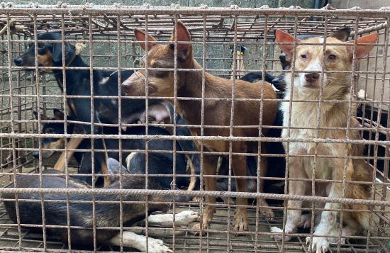 bataan dogs