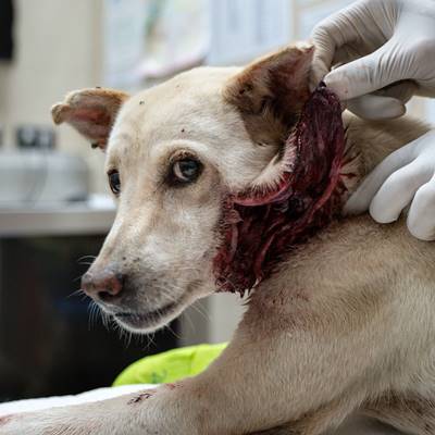 dog