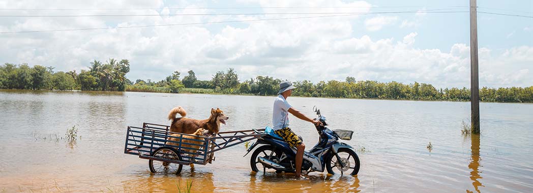 Animals and humans have been displaced by recent flooding