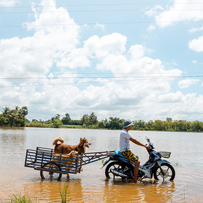 Animals and humans have been displaced by recent flooding