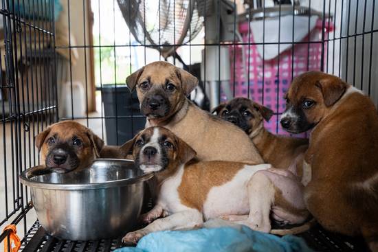 5 puppies