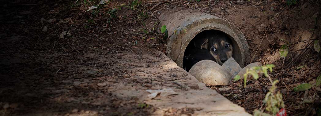 puppy in drainpipe