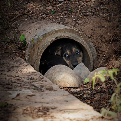 puppy in drainpipe surat thani
