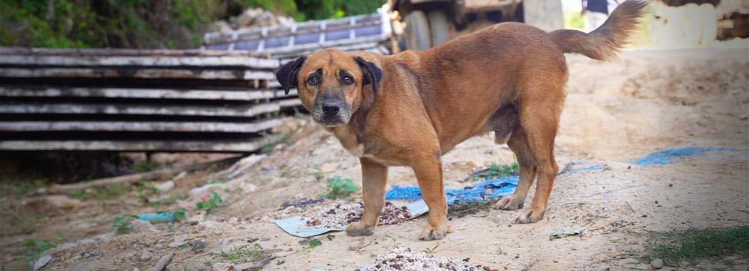stray dog eating food
