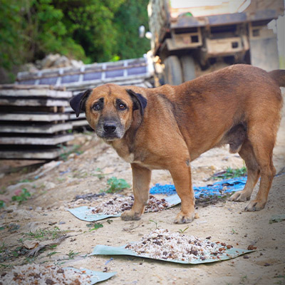 stray dog eating food
