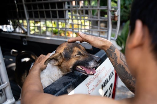 dog cop
