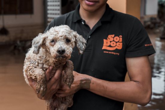 dog rescued in chiang rai