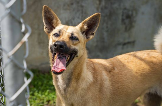 rescue dog at the Gill Dalley Sanctuary