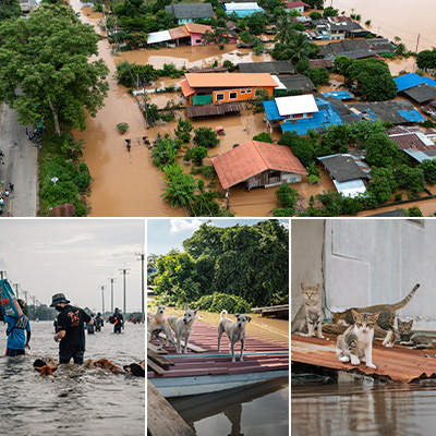 Flood Thailand