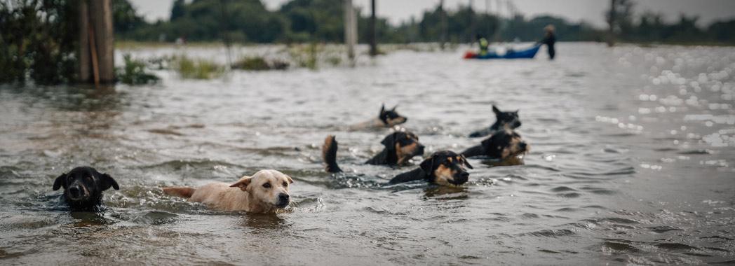 Help Floods Victims In Thailand | Soi Dog Foundation